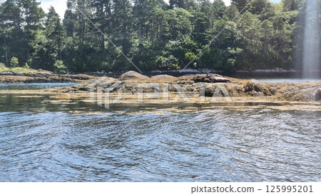Natural Landscape with Water, Seals and Trees Near a Lake under Cloudy Sky Natural Landscape with Water, Seals and Trees Near a Lake under Cloudy Sky 125995201