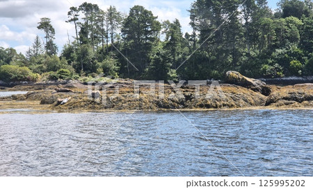 Natural Landscape with Water, Seals and Trees Near a Lake under Cloudy Sky Natural Landscape with Water, Seals and Trees Near a Lake under Cloudy Sky 125995202
