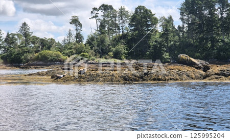 Natural Landscape with Water, Seals and Trees Near a Lake under Cloudy Sky Natural Landscape with Water, Seals and Trees Near a Lake under Cloudy Sky 125995204