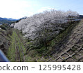Cherry blossoms in Aka Village (Fukuoka Prefecture) 125995428