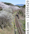 Cherry blossoms in Aka Village (Fukuoka Prefecture) 125995429