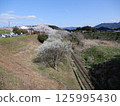 Cherry blossoms in Aka Village (Fukuoka Prefecture) 125995430