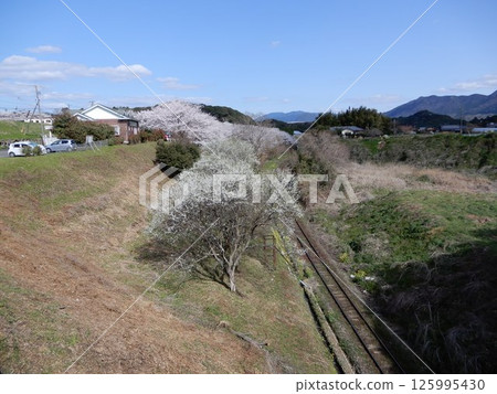 阿嘉村的櫻花（福岡縣） 125995430