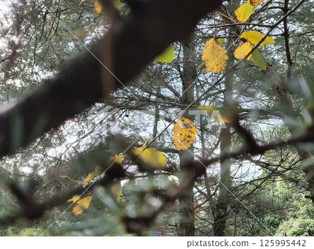 Sunlit Deciduous Tree Branch with Flowers Against the Sky Sunlit Deciduous Tree Branch with Flowers Against the Sky 125995442