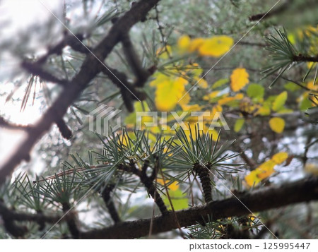 Flowering Plant on Twig in Forest Landscape 125995447