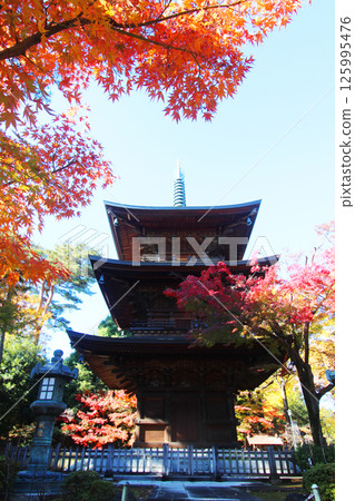 Autumn leaves of Gotokuji 125995476