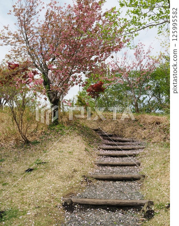 Double cherry blossoms of Onnadai Double cherry blossoms of Onnadai 125995582