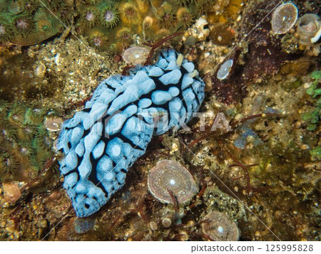 Vertical height bark 125995828