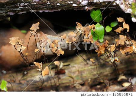 Small Aokibatake mushrooms growing side by side on old rotten branches (macro strobe photography in natural environment) 125995971