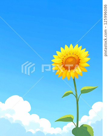 Sunflower and blue sky 125996086