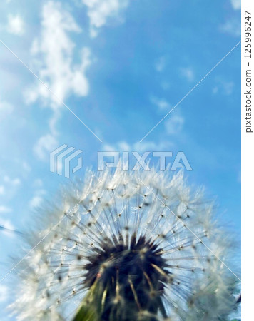 蒲公英的絨毛在藍天上閃閃發光 125996247