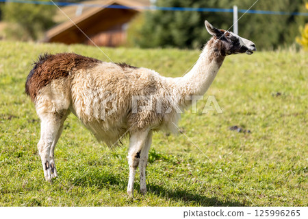 Alpaca at Alpe di Siusi in Southtyrol, Italy Alpaca at Alpe di Siusi in Southtyrol, Italy 125996265