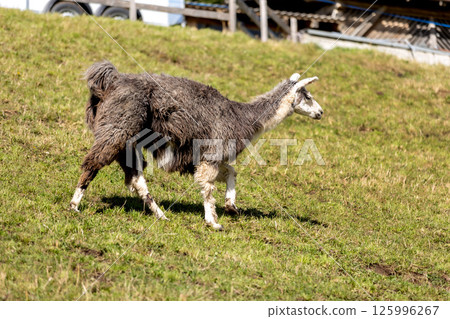 Alpaca at Alpe di Siusi in Southtyrol, Italy 125996267