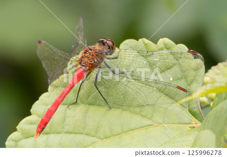 It's nice to be able to feel the seasons through insects. 125996278