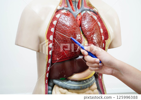 Asian student learning with human body model in anatomy biology in classroom at high school. Asian student learning with human body model in anatomy biology in classroom at high school. 125996388