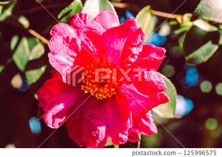 Red camellia flower 3-1 125996575