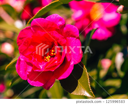 Red camellia flower 3-9 125996583
