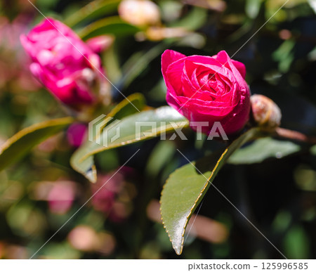 Red camellia flower 3-11 Red camellia flower 3-11 125996585