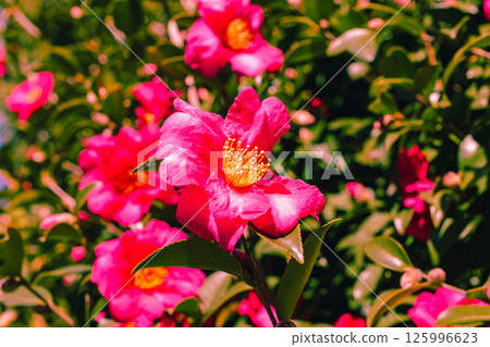 Red camellia flower 3-49 125996623