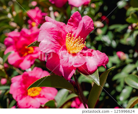 Red camellia flower 3-50 125996624