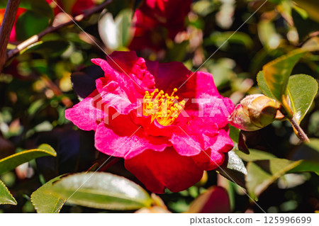 Red camellia flower 3-65 125996699