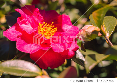Red camellia flower 3-66 Red camellia flower 3-66 125996700