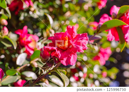 Red camellia flower 3-96 Red camellia flower 3-96 125996730