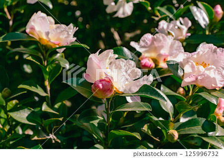 紅山茶花3-98 125996732