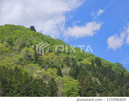 新鮮的綠樹和山脈 新鮮的綠樹和山脈 125996800