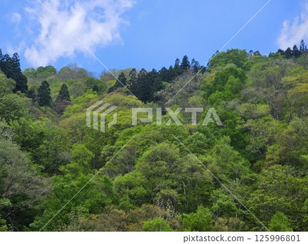 新鮮的綠樹和山脈 新鮮的綠樹和山脈 125996801
