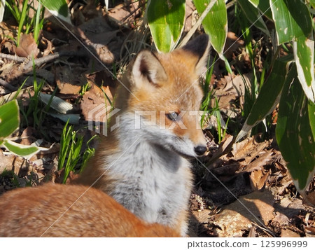 Innocent baby fox Innocent baby fox 125996999