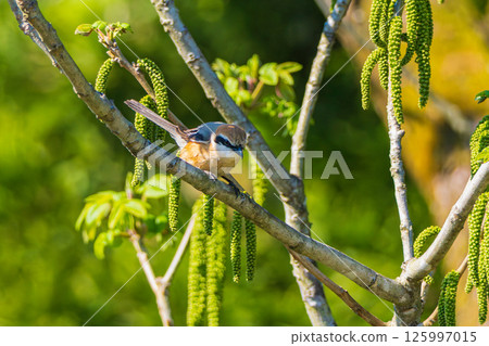 A shrike on the move A shrike on the move 125997015