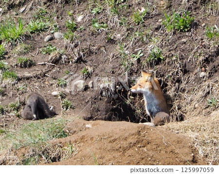 A mother and child red fox peeking out from their den A mother and child red fox peeking out from their den 125997059