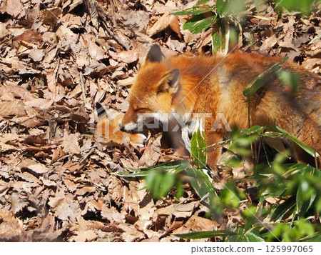 親子的Kita狐狸 125997065