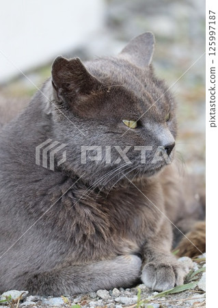 Daily routine of stray cats 125997187