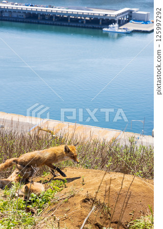 A mother and child northern fox on the Shiretoko Peninsula in Hokkaido A mother and child northern fox on the Shiretoko Peninsula in Hokkaido 125997292