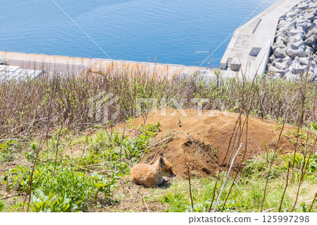 Northern fox of the Shiretoko Peninsula, Hokkaido 125997298