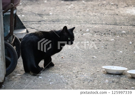 流浪貓的日常生活 125997339