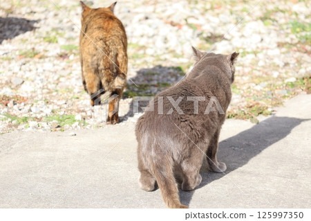 流浪貓的日常生活 125997350