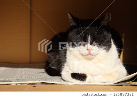 流浪貓的日常生活 125997351