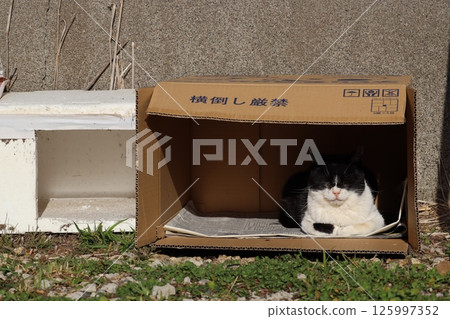 流浪貓的日常生活 125997352