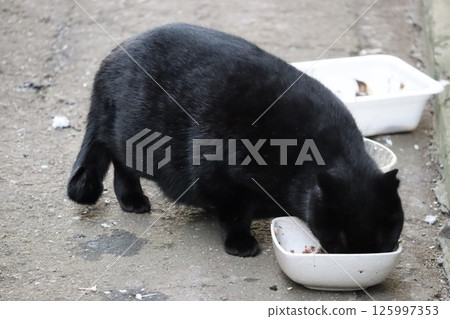 流浪貓的日常生活 125997353