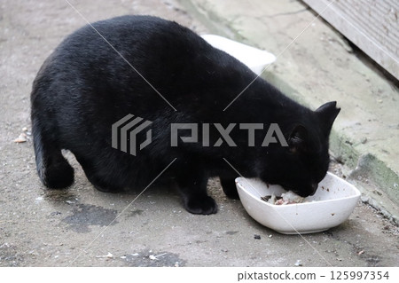 流浪貓的日常生活 125997354
