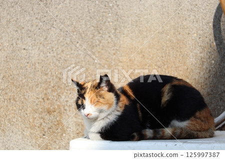 流浪貓的日常生活 流浪貓的日常生活 125997387