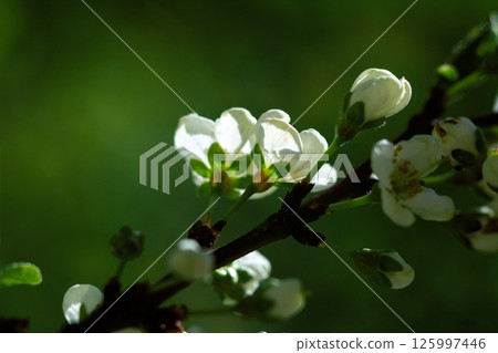 Delicate white flowers blooming on branches in spring under the rays of the sun 125997446