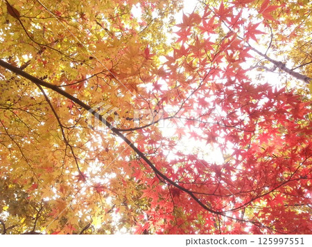 Autumn leaves against the background of the autumn sky Autumn leaves against the background of the autumn sky 125997551