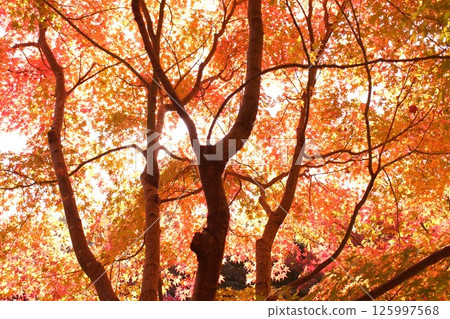 Yellow autumn leaves Yellow autumn leaves 125997568