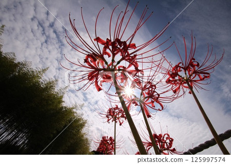 向天空綻放的彼岸花 125997574