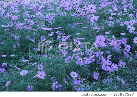 到處都是盛開的波斯菊 125997587