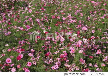 粉紅色的波斯菊花 125997588